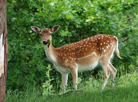 Fallow deer Shropshire Wildlife Trust